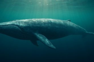 40x Bitcoin Long Bets of High Lipid Whales Erupt Online - $95K Liquidation Line Drawing