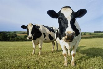 Dex Aggregator Cow Swap Target 33% trading boost and collaboration features, more rewards