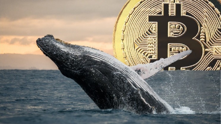 Whale has become very aggressive with Bitcoin - CEO of the analytics company reveals what he expects