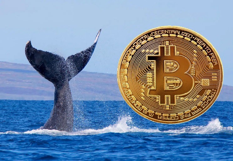 Whale is withdrawing bitcoin from exchanges at record levels - what does this mean?