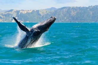 Big Whale James Wynn bought this Altcoin according to Onchain data