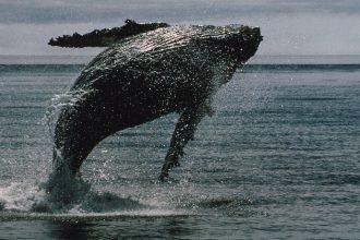 Bitcoin Zilla wakes up from 14 years of sleep and moves over $20 billion in BTC