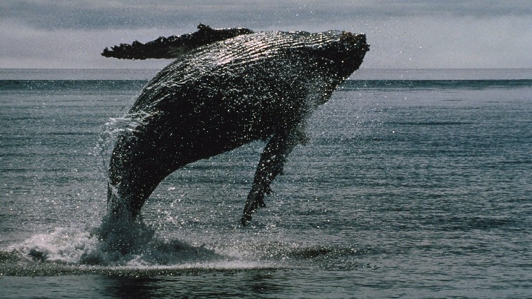 Bitcoin Zilla wakes up from 14 years of sleep and moves over $20 billion in BTC