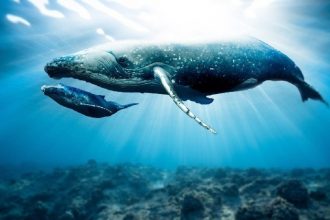Open the long positions in two Altcoins