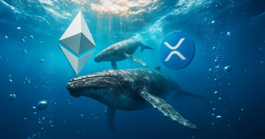 While the Ethereum whale rotates, XRP data shows a fatal concentration flaw that leaves one group holding the bag.
